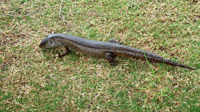 Riesenskink